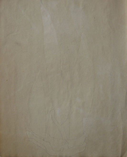 #7 (Bulb Series), Drawing