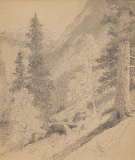 Untitled (Forest of Ponderosa Pine, Aspens and Spruce Trees, near Allenspark, CO), Drawing, circa 1910