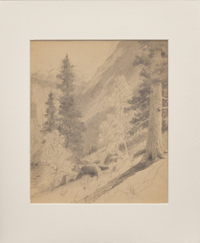Untitled (Forest of Ponderosa Pine, Aspens and Spruce Trees, near Allenspark, CO), Drawing, circa 1910