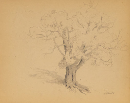 Cedar At Carbondale (Cedar Tree), Drawing, circa 1910