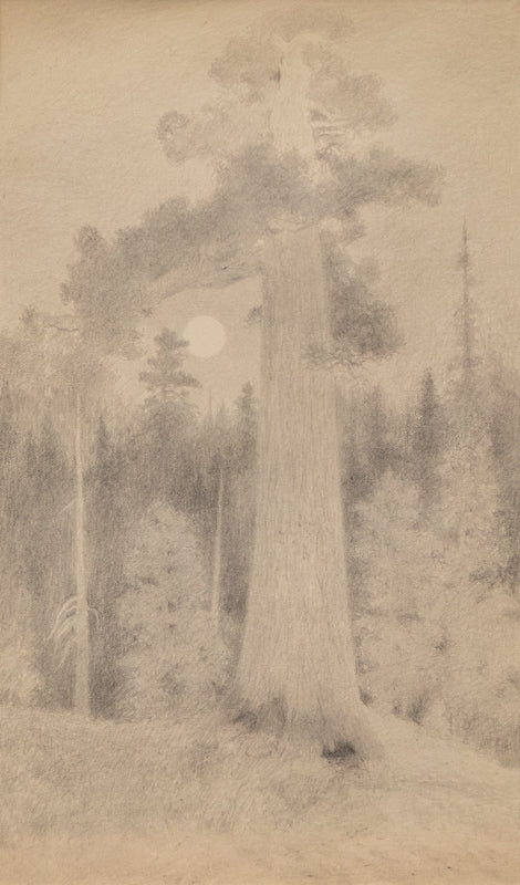 Untitled (Redwood), Drawing, circa 1910