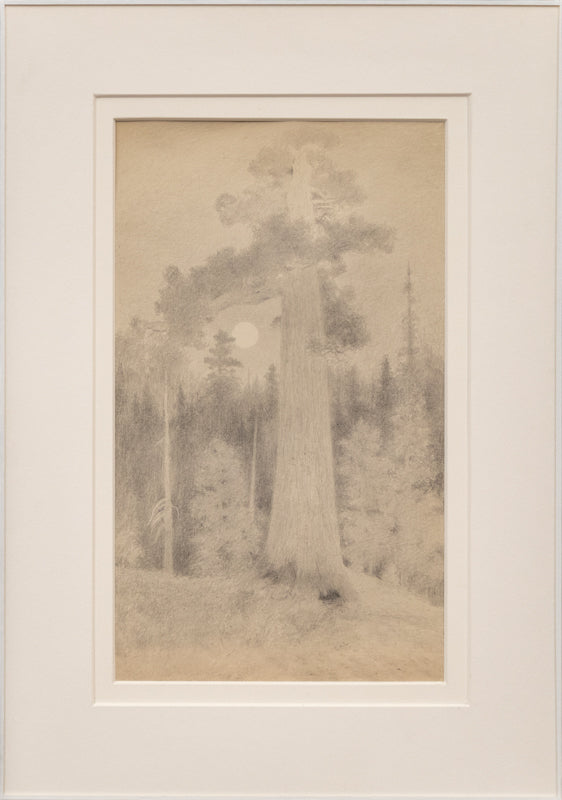 Untitled (Redwood), Drawing, circa 1910