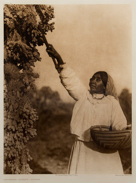 Gathering Hánamh- Papago, Portfolio #2, Plate #49, Photogravure, 1907
