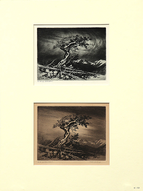 Timberline Pine (Estes Park, Colorado), Print, 1917