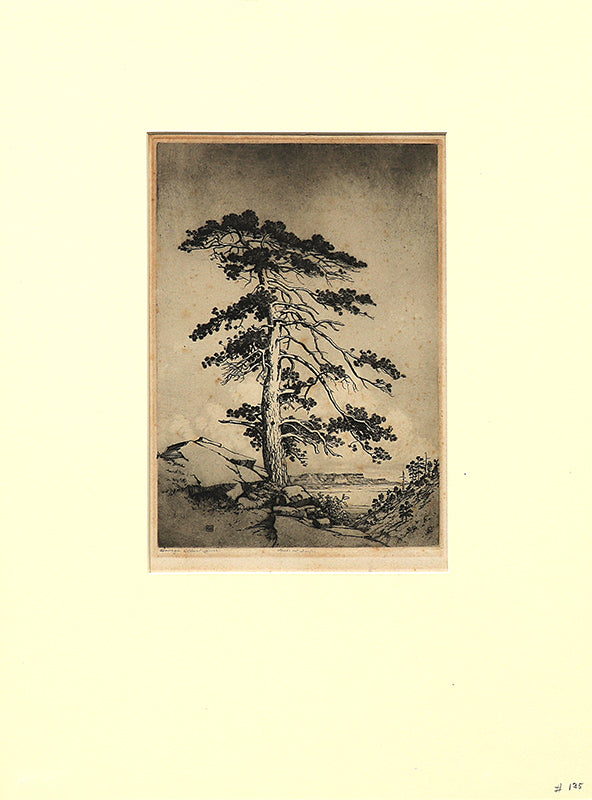 Sentinel Pine (Culebra/Snowy Range, Colorado), Print, circa 1916