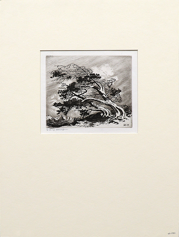 Pines in Wind, Estes Park (Pines In Winter, Colorado), Print, circa 1915