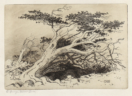 George Elbert Burr (1859-1939) artwork for sale. Untitled (Bristlecone Pine, Christmas Plate), Print, circa 1915, Denver, Colorado, Art Gallery)
