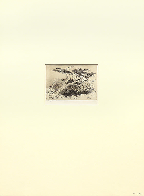 Untitled (Bristlecone Pine, Christmas Plate), Print, circa 1915