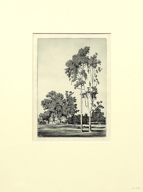 Eucalyptus Trees, Santa Barbara (California), Print, circa 1925