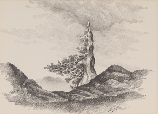 Untitled (Old Bristlecone Pine), Drawing