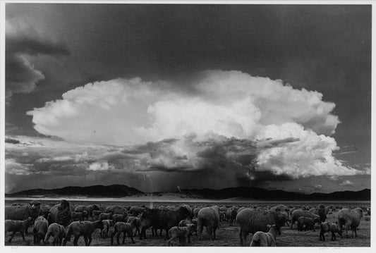 Sheep, Storm, South Park, Colorado (Sheep grazing on a Colorado plain), Photograph, 1967