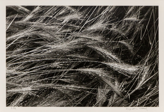 Wet Grasses, Photograph, dated 1975