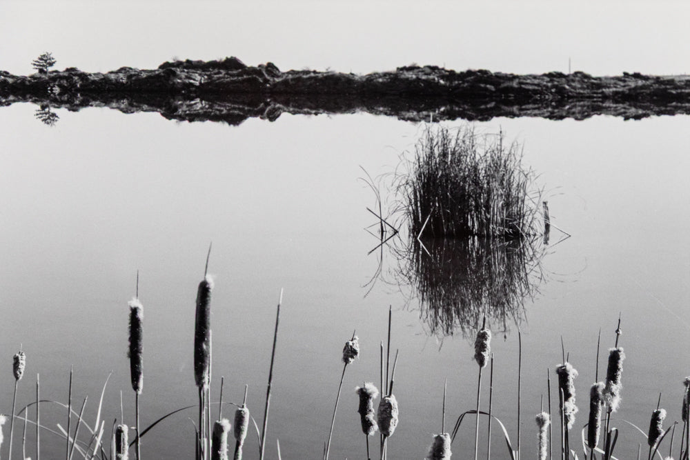 Cattails, Hygiene Colorado, Photograph
