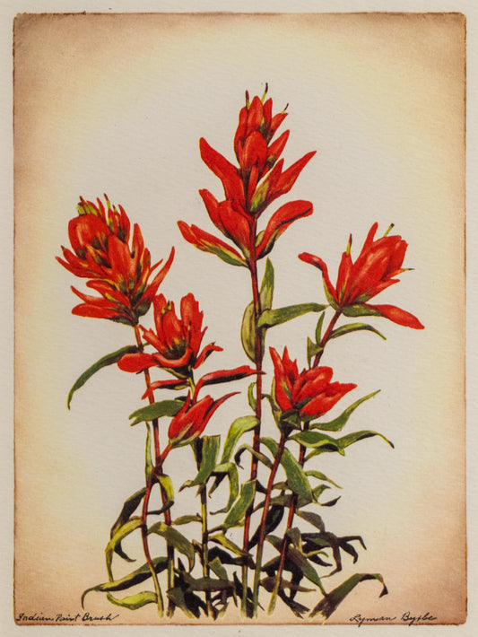 Indian Paint Brush, Print
