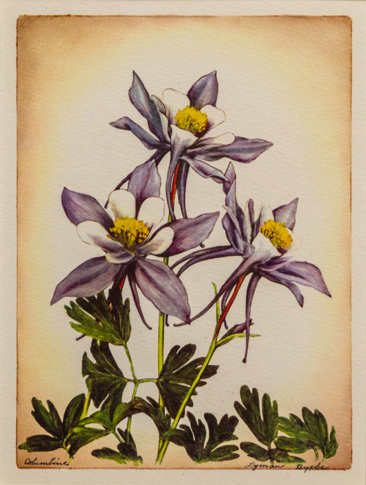 Columbine, Print