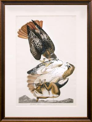 John James Audubon original vintage print for sale, "Red Tail Hawk", Plate 51 from The Birds of America, hand-colored, aquatint, engraving, 1827-1839