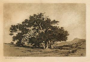 George Elbert Burr, Santa Barbara Live Oaks , California Landscape, etching, engraving, fine art, for sale, denver, gallery, colorado, antique, buy, purchase