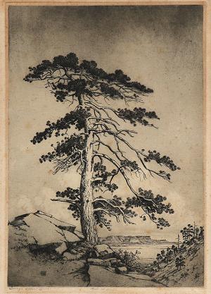 George Elbert Burr, Sentinel Pine , Culebra/Snowy Range, Colorado, etching, circa 1916, engraving, fine art, for sale, denver, gallery, colorado, antique, buy, purchase