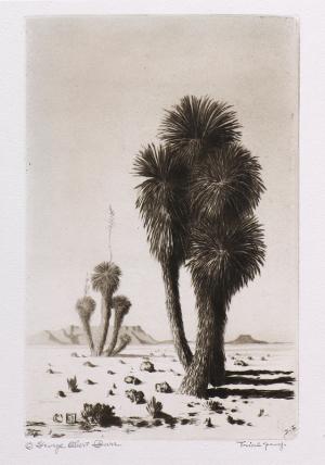George Elbert Burr, Yuccas , Arizona, Desert Set, etching, circa 1921, engraving, fine art, for sale, denver, gallery, colorado, antique, buy, purchase