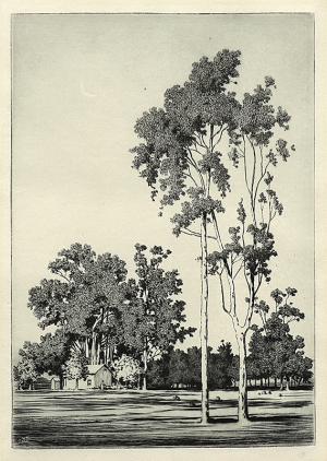 George Elbert Burr, Eucalyptus Trees, Santa Barbara , California, etching, circa 1925, engraving, fine art, for sale, denver, gallery, colorado, antique, buy, purchase