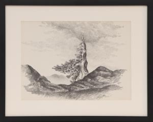 Herbert Thomson, Old Bristlecone Pine", graphite, drawing, original, traditional, realist, Art, for sale, Denver, Colorado, gallery, purchase, vintage