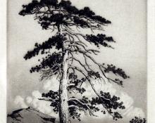 George Elbert Burr, "Sentinel Pine", etching, c. 1910 painting for sale