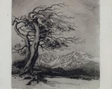 George Elbert Burr, "Windswept, Estes Park", etching, c. 1916