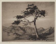 George Elbert Burr, "Windswept Pine, Estes Park, Colorado", etching, c. 1916 painting for sale
