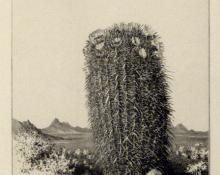 George Elbert Burr, "Barrel Cactus, Arizona; edition of 40", etching, c. 1921 painting for sale