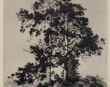George Elbert Burr, "Unknown (Two Pines)", etching, c. 1915 painting for sale