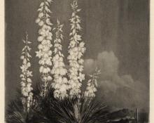 George Elbert Burr, "Soapweed, Arizona; edition of 40 (from the Desert Set)", etching, c. 1921