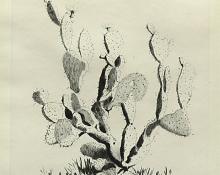 George Elbert Burr, Prickly Pear Cactus , Desert Set, etching, circa 1921, engraving, fine art, for sale, denver, gallery, colorado, antique, buy, purchase
