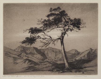 George Elbert Burr, "Windswept Pine, Estes Park, Colorado", etching, c. 1916 painting for sale
