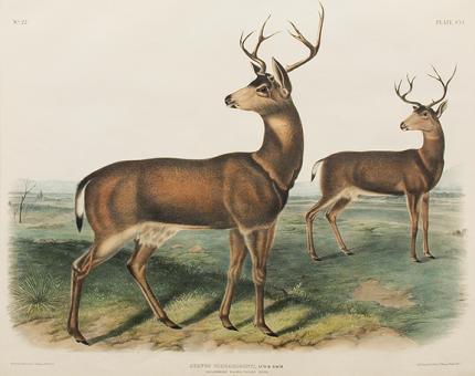 John James Audubon, "Columbian Black-tailed Deer", lithograph, 1845 painting for sale