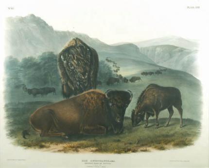 John James Audubon, "Bos Americanus (American Bison or Buffalo)", lithograph, 1845