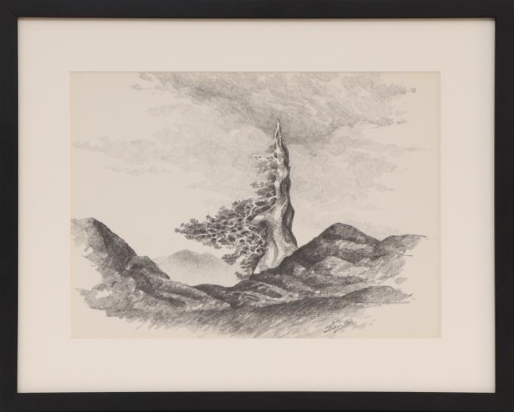 Herbert Thomson, Old Bristlecone Pine