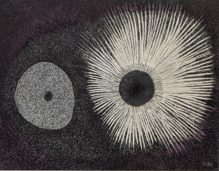 Sea Urchin, Drawing