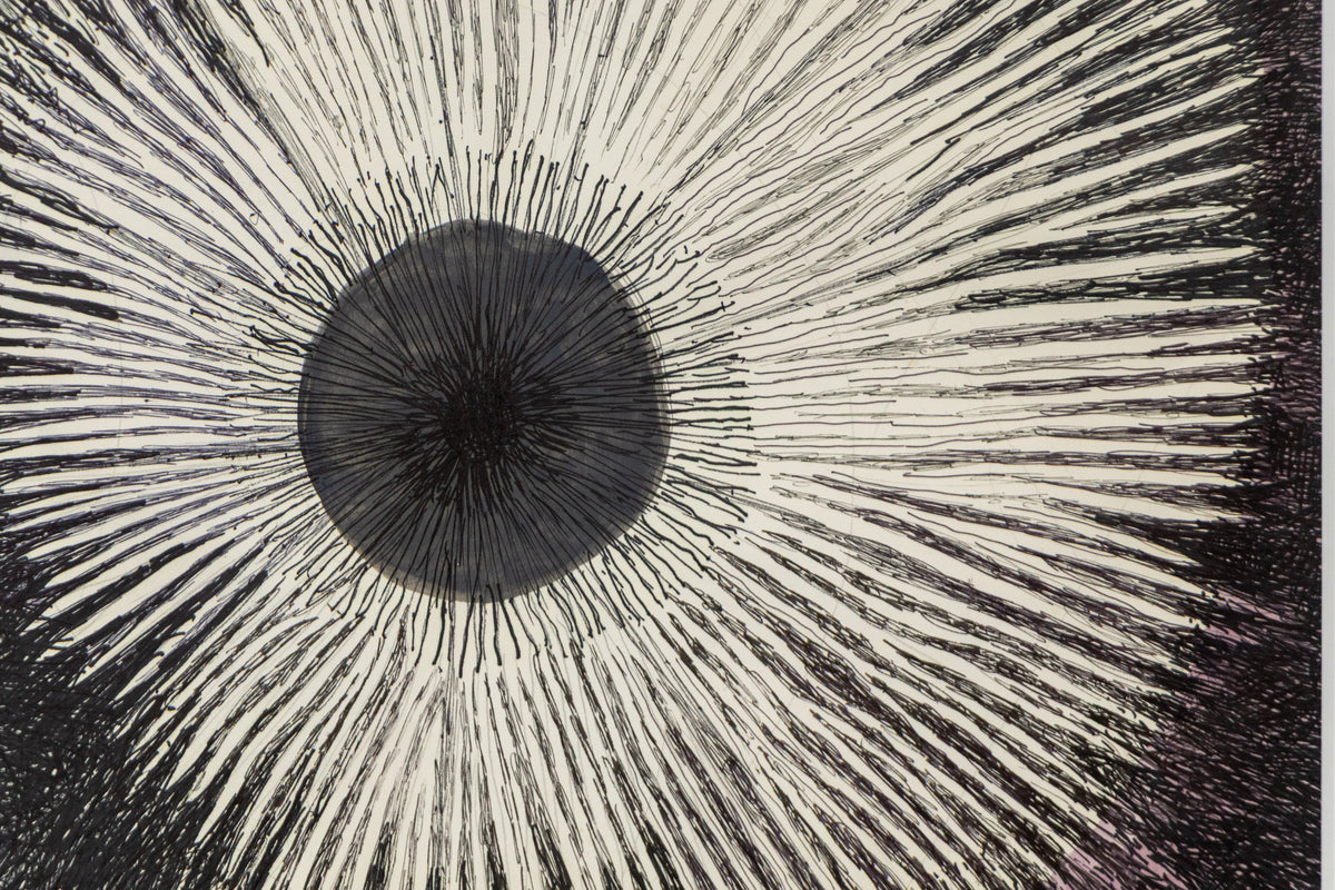 Sea Urchin, Drawing