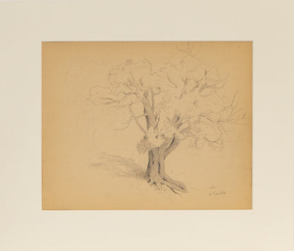 Cedar At Carbondale (Cedar Tree), Drawing, circa 1910