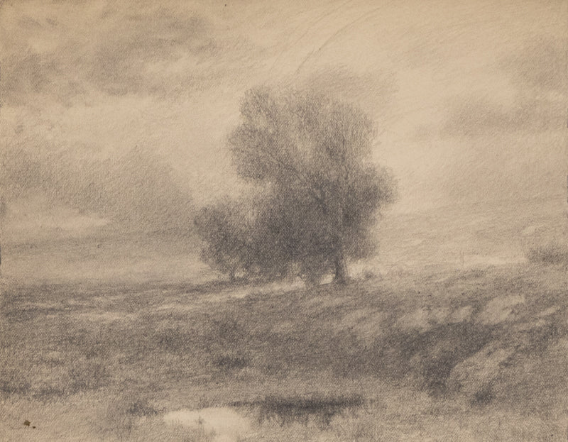 Untitled (Cottonwood Tree), Drawing, circa 1910