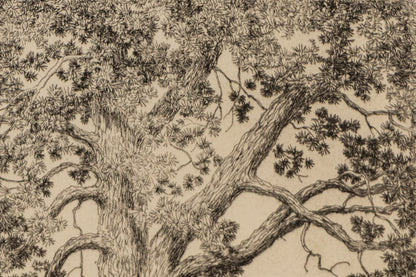 Moraine Park, Estes Park, Colorado (Summer), Print, 1921