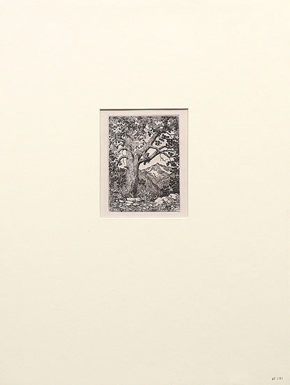 Moraine Park, Estes Park, Colorado (Summer), Print, 1921