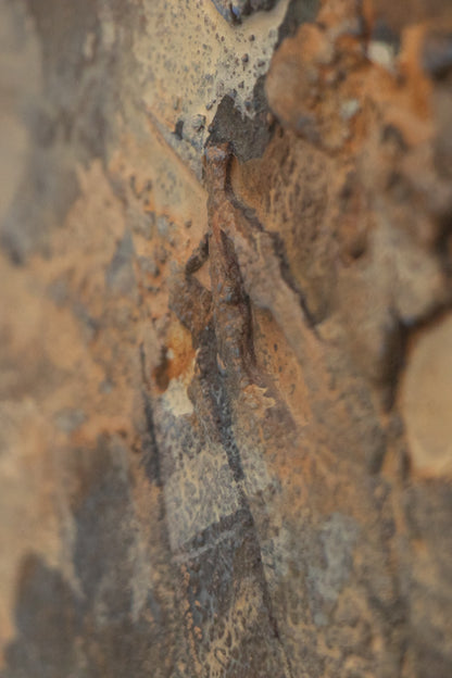 Cosmos (Abstract Composition in Brown, Gray, Rust, and Beige), Painting, circa 1960-1970