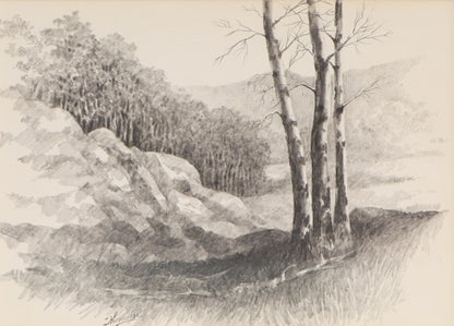 Untitled (Aspen Grove, Colorado), Drawing