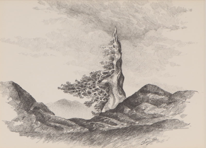 Untitled (Old Bristlecone Pine), Drawing
