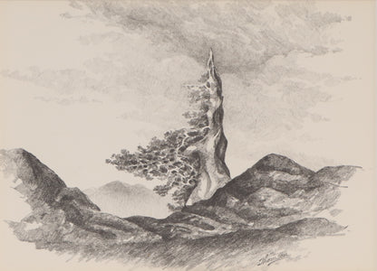 Untitled (Old Bristlecone Pine), Drawing