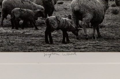 Sheep, Storm, South Park, Colorado (Sheep grazing on a Colorado plain), Photograph, 1967