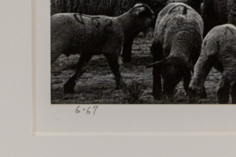 Sheep, Storm, South Park, Colorado (Sheep grazing on a Colorado plain), Photograph, 1967