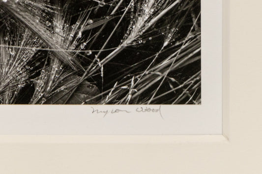 Wet Grasses, Photograph, dated 1975