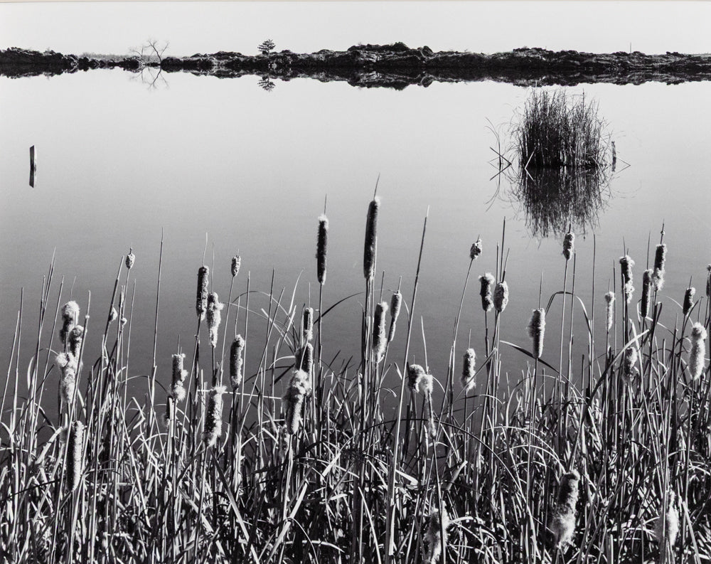 Harold Malde, Cattails, Hygiene Colorado, photograph on paper Photograph